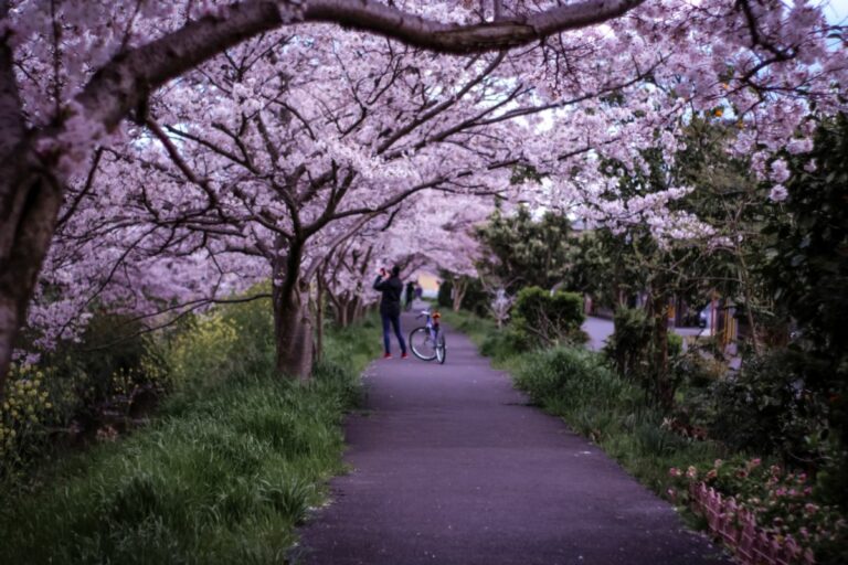 When Is Spring In Japan Just About Japan