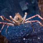 Are Spider Crabs Edible?