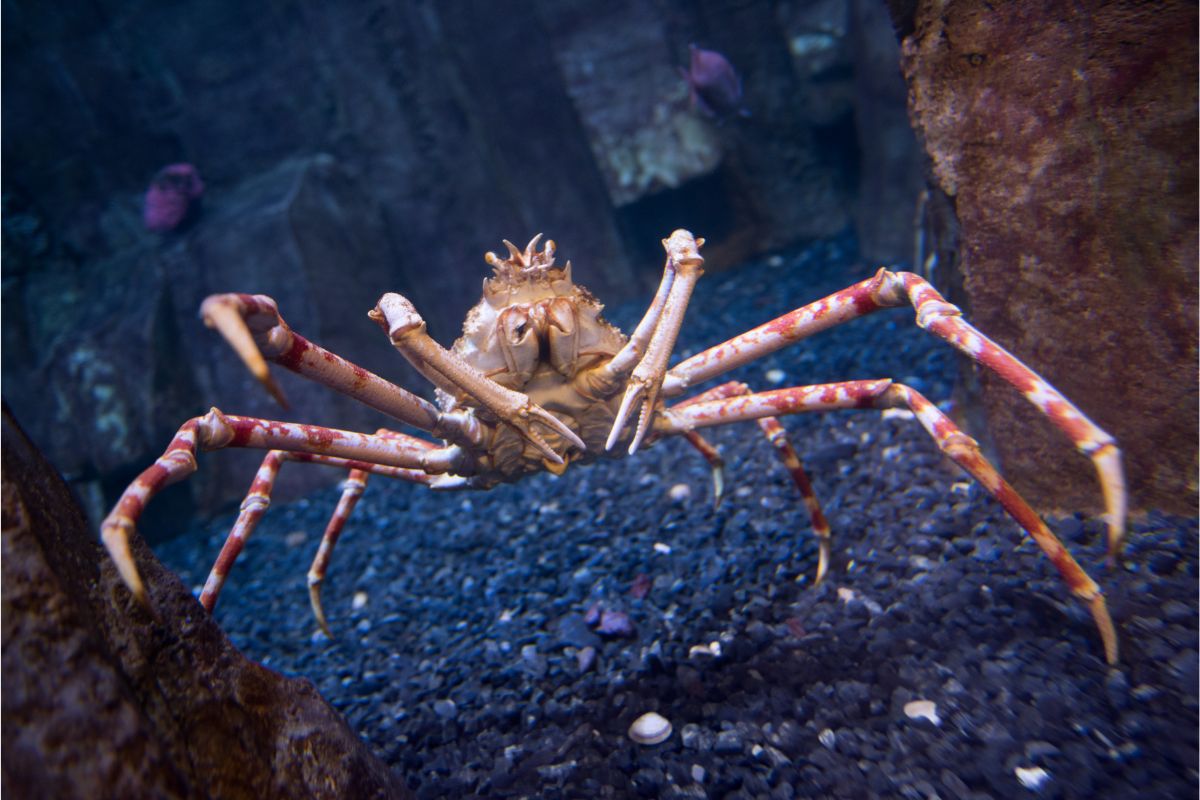 Are Spider Crabs Edible?