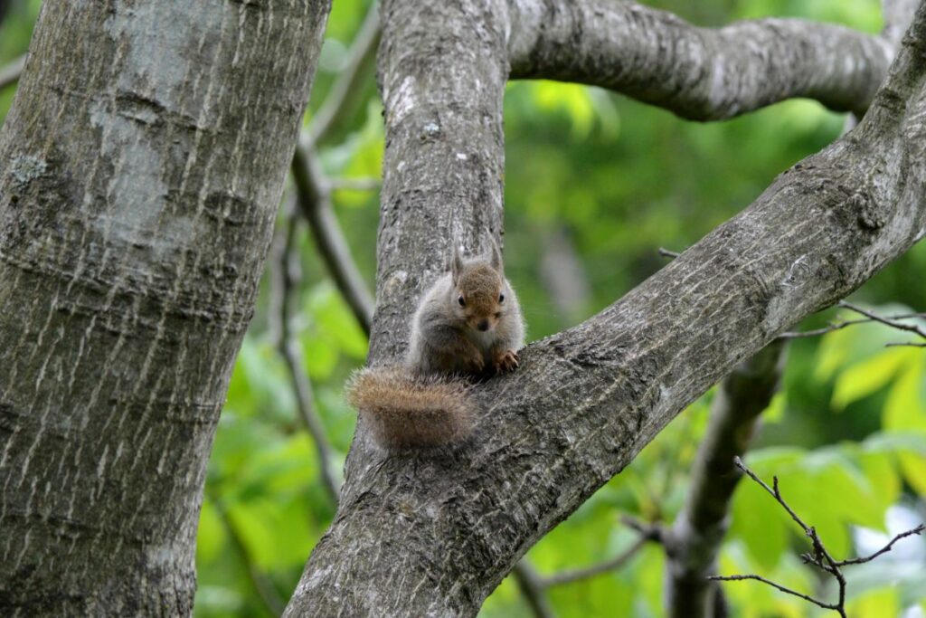 Are There Squirrels In Japan? - Just About Japan