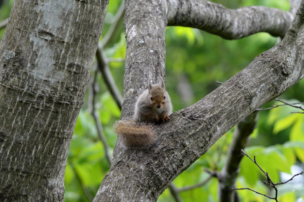 Are There Squirrels In Japan?