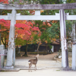 Visiting Nara: Ancient Capital and Home to the Famous Deer Park